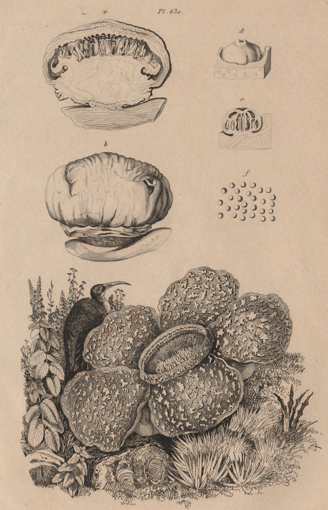 Rafflésie (Rafflesia). Parasitic flowering plant 1834 old antique print